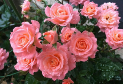 夏季如何养月季花盆栽 月季夏天养护要点
