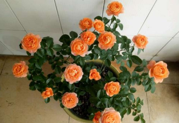 夏季如何养月季花盆栽
