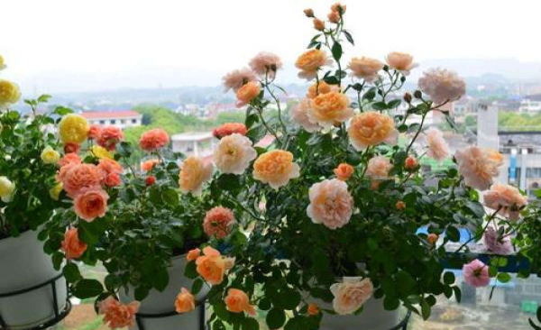 夏季如何养月季花盆栽