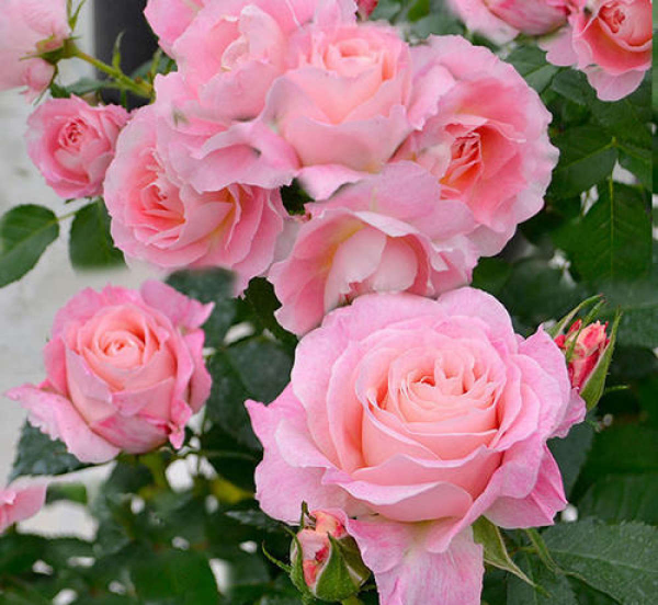 夏季如何养月季花盆栽