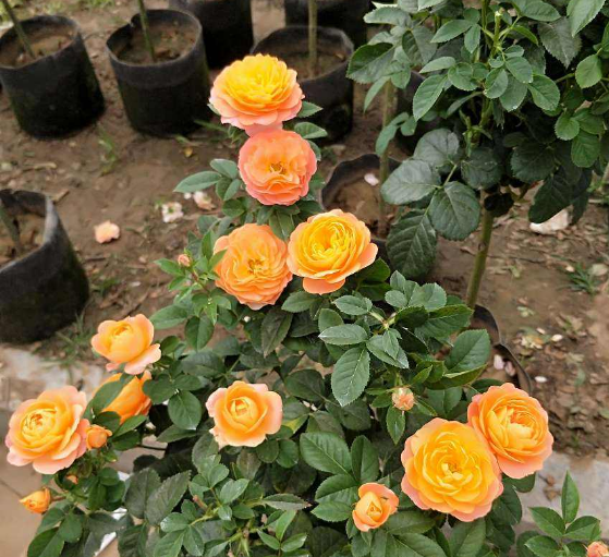 夏季如何养月季花盆栽