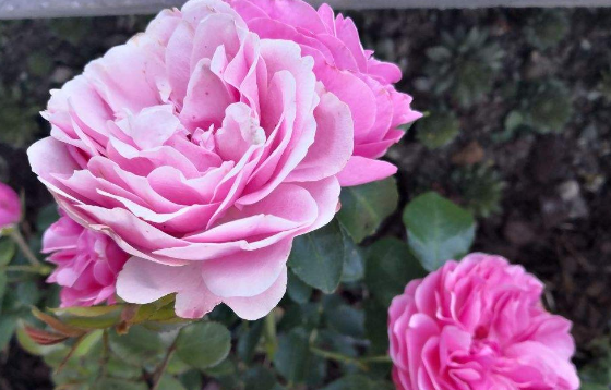 夏季如何养月季花盆栽