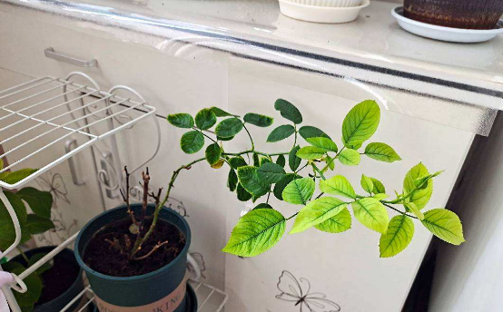 夏季如何养月季花盆栽