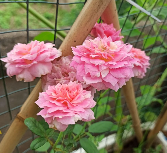 夏季如何养月季花盆栽
