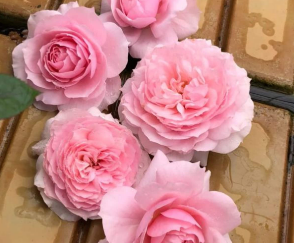 夏季如何养月季花盆栽