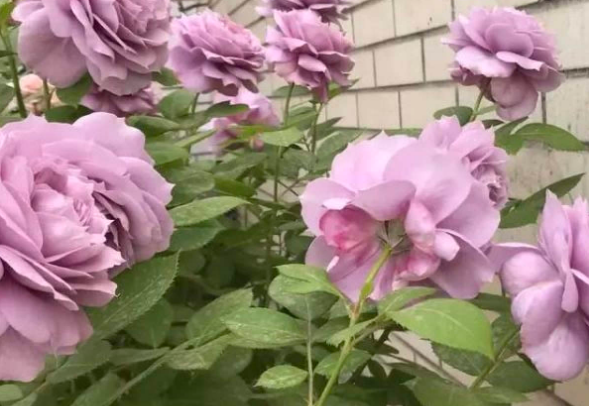 夏季如何养月季花盆栽