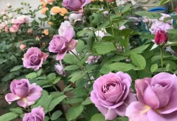 夏季如何养月季花盆栽