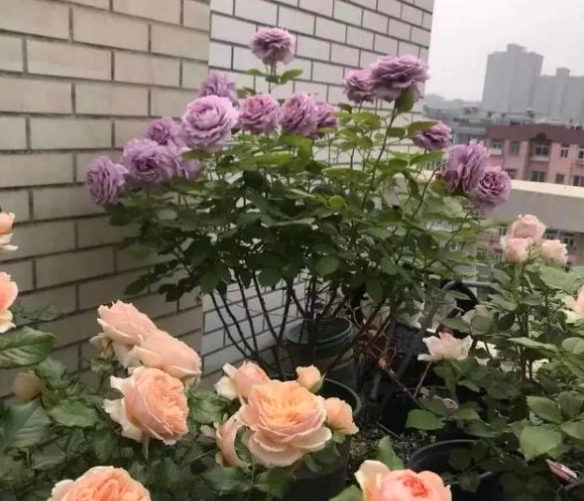 夏季如何养月季花盆栽