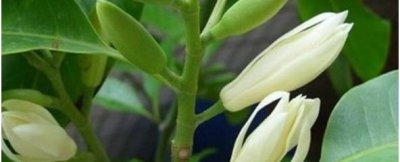 白兰花树怎么养好 盆栽白兰花养殖秘籍