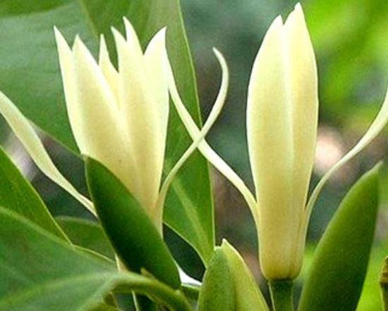 白兰花树怎么养好