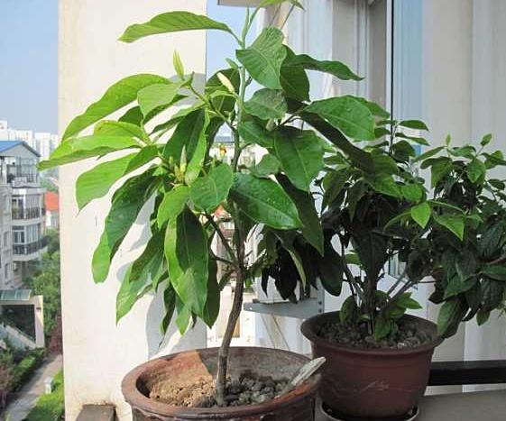 白兰花树怎么养好