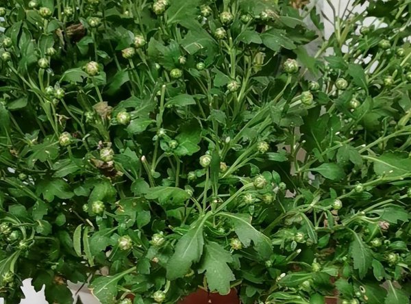 千头菊怎样种植与管理