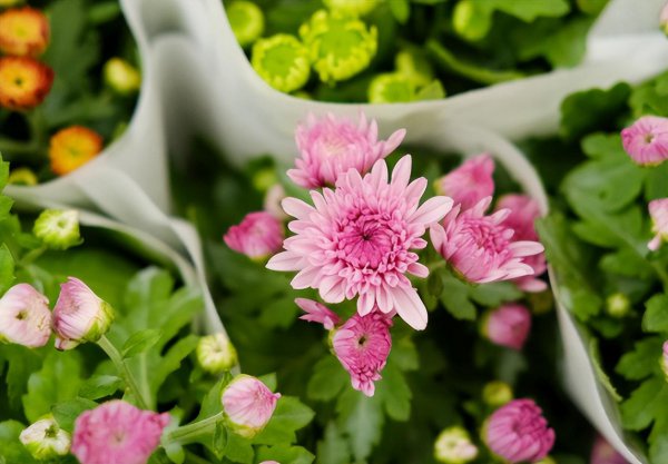 什么品种的菊花好养
