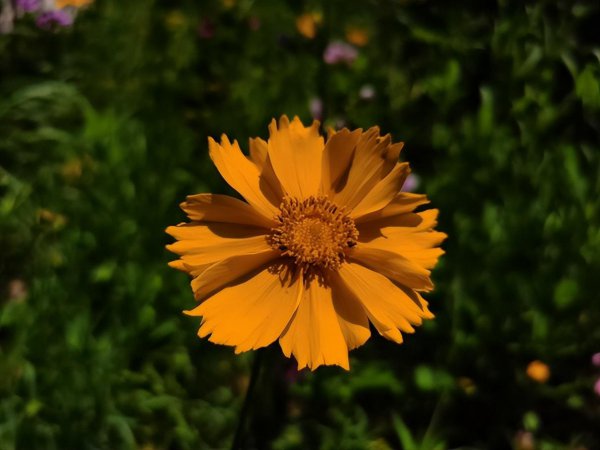 什么品种的菊花好养