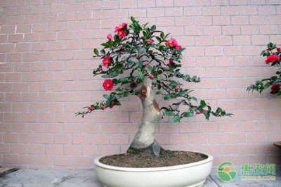 茶梅花怎么养殖方法 茶梅盆栽的栽培技术