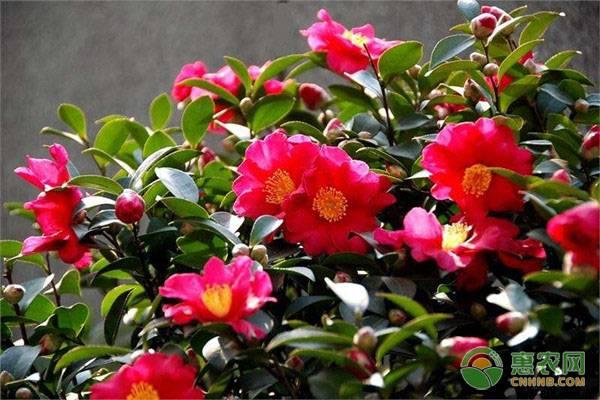 茶梅花怎么养殖方法
