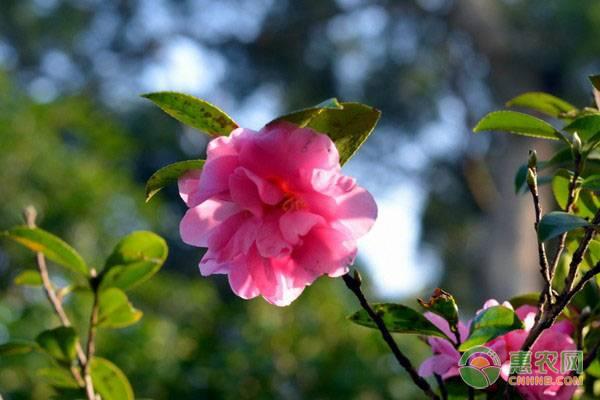 茶梅花怎么养殖方法