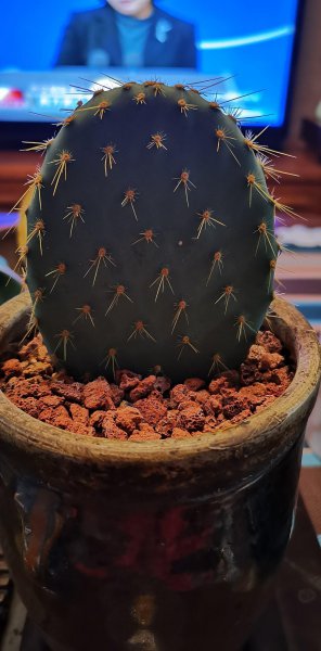 仙人掌盆栽怎么养