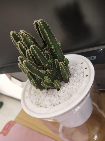 仙人掌盆栽怎么养