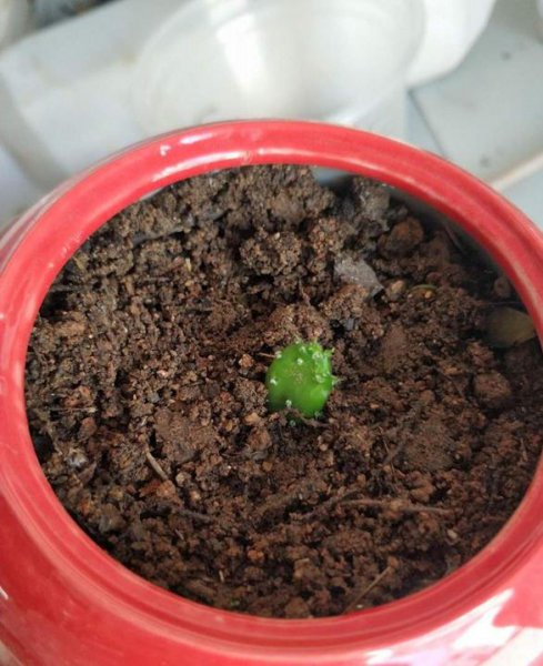 仙人掌盆栽怎么养