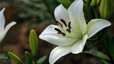 盆栽百合花夏天怎么养 夏季养护百合花的小妙招
