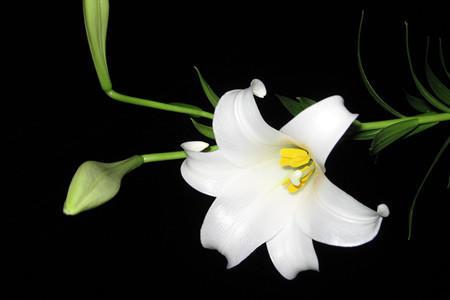盆栽百合花夏天怎么养