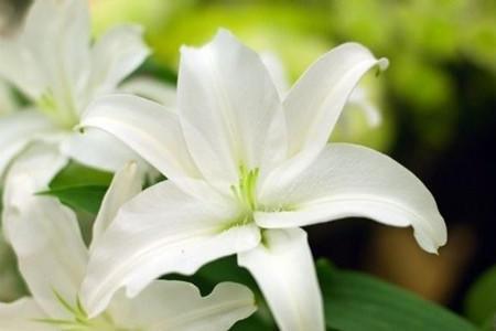 盆栽百合花夏天怎么养