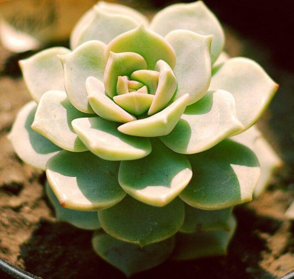 多肉植物怎么渡夏