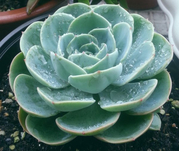 多肉植物怎么渡夏