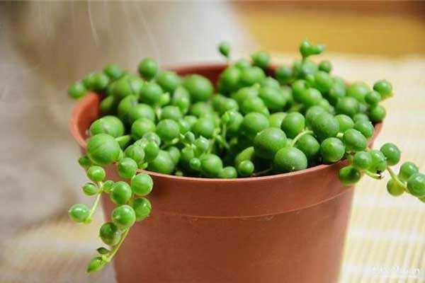 多肉植物怎么渡夏