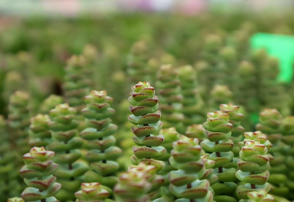 植物钱串子怎么养