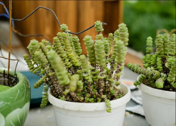 植物钱串子怎么养