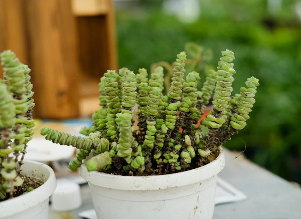 植物钱串子怎么养