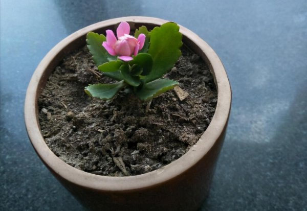 长寿花容易养活吗