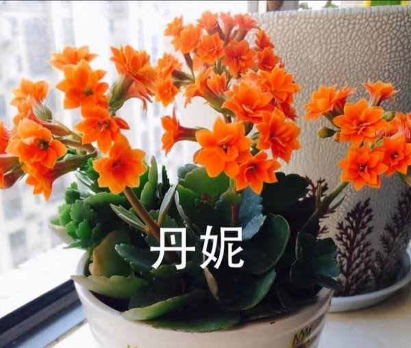 长寿花容易养活吗