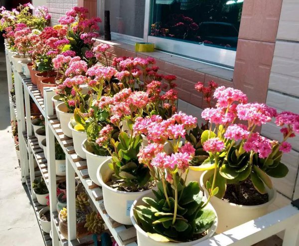 长寿花容易养活吗