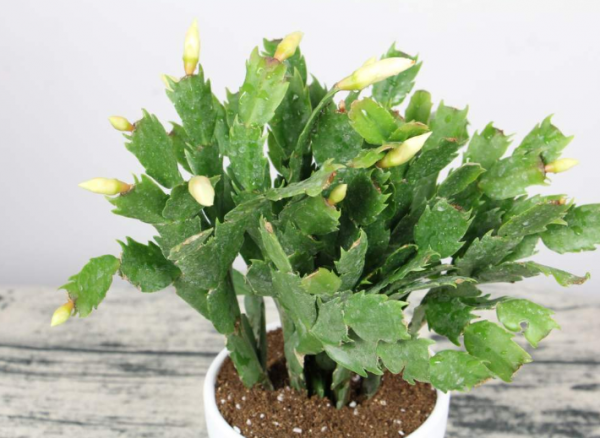 室内花卉好养的有哪些