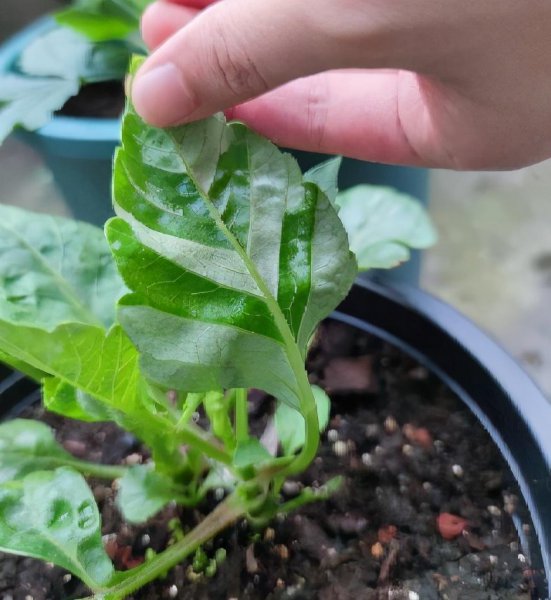 怎样养殖大丽花
