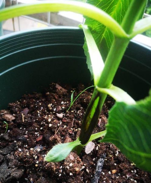 怎样养殖大丽花