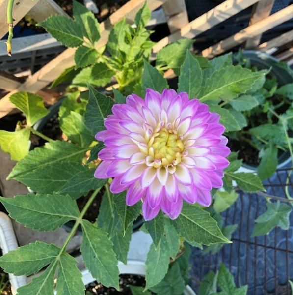 怎样养殖大丽花