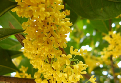 桂花树品种有哪些 有关桂花树的品种分类