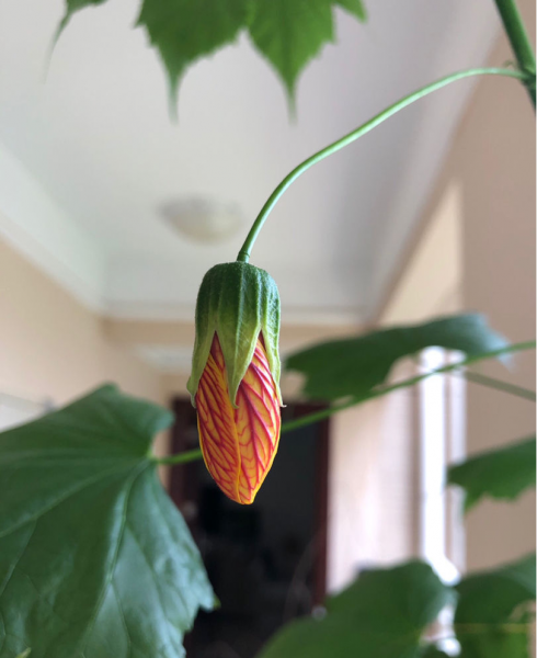 金铃花盆栽怎么养
