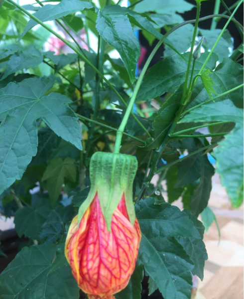 金铃花盆栽怎么养