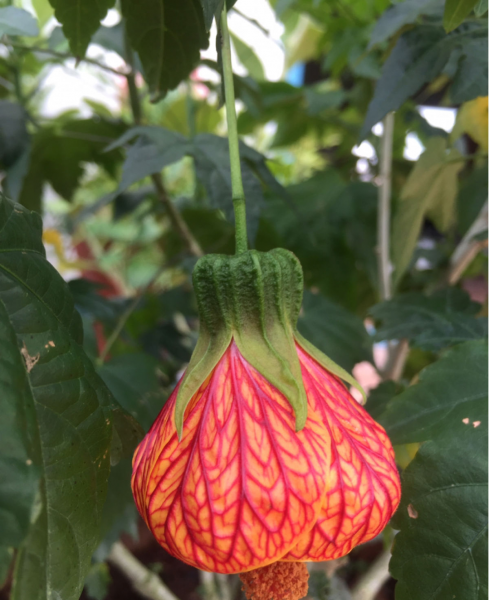 金铃花盆栽怎么养