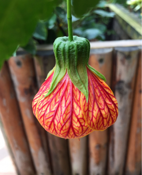 金铃花盆栽怎么养