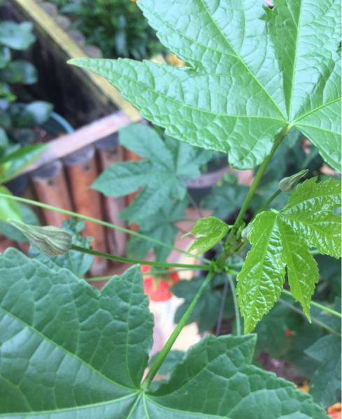 金铃花盆栽怎么养