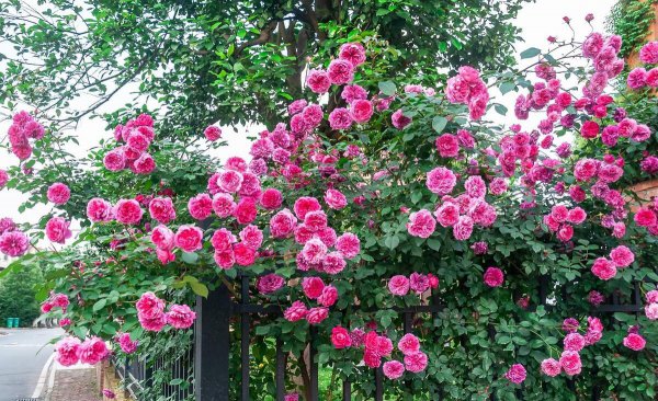 藤蔓月季花有哪些品种
