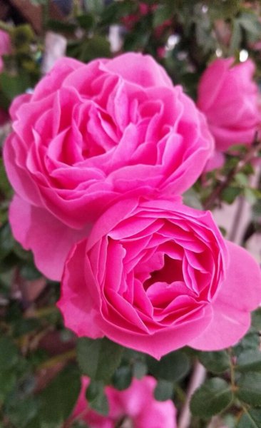 藤蔓月季花有哪些品种