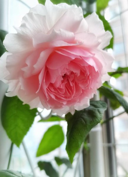 藤蔓月季花有哪些品种