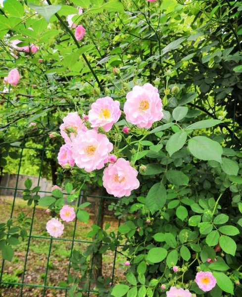 藤蔓月季花有哪些品种
